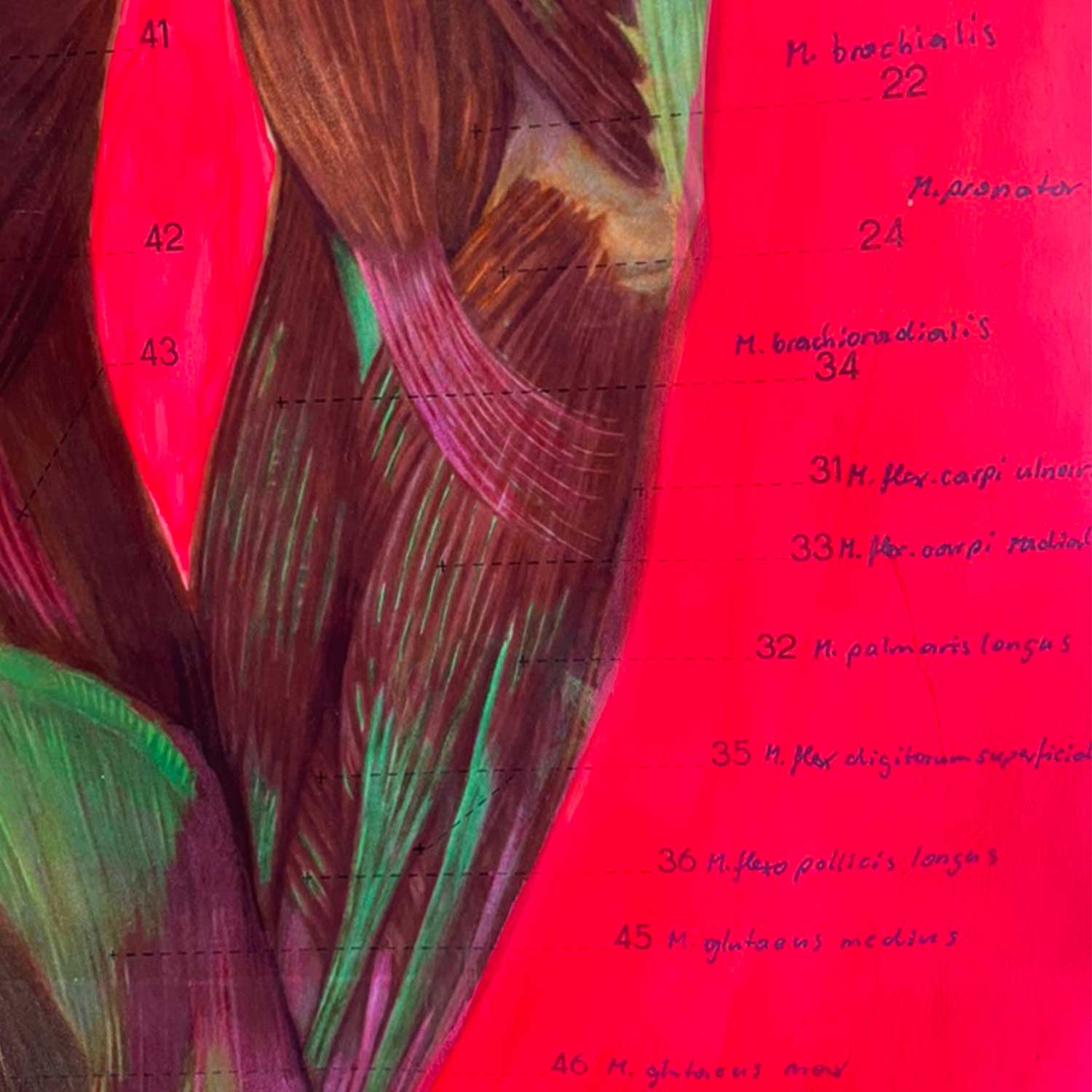 MUSCLES ist ein einzigartiges Originalkunstwerk auf einer DDR-Schulkarte von 1988 des Deutschen Hygienemuseums – abstrakt überarbeitet mit Neon-Buntstiften und Neon-Tinte. Vintage Anatomie trifft auf zeitgenössische Neon Art.