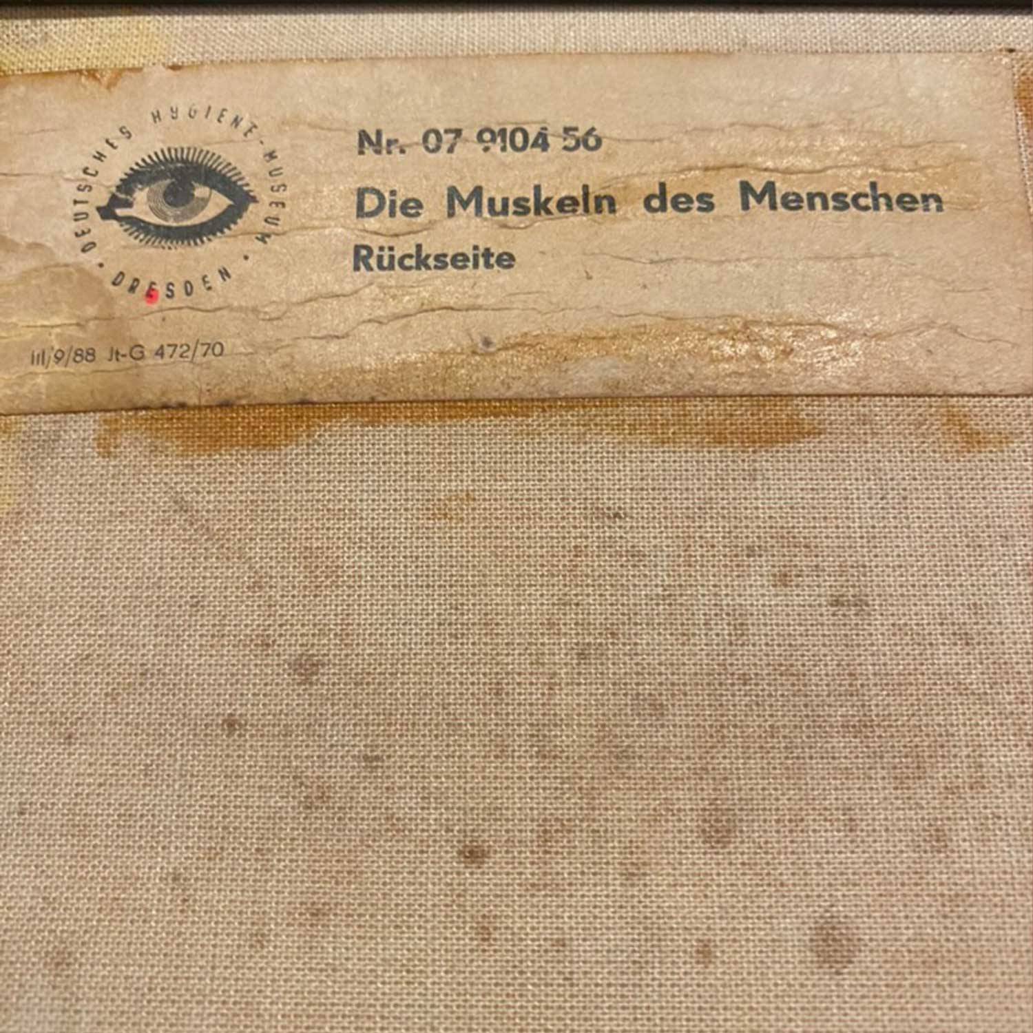 MUSCLES ist ein einzigartiges Originalkunstwerk auf einer DDR-Schulkarte von 1988 des Deutschen Hygienemuseums – abstrakt überarbeitet mit Neon-Buntstiften und Neon-Tinte. Vintage Anatomie trifft auf zeitgenössische Neon Art.