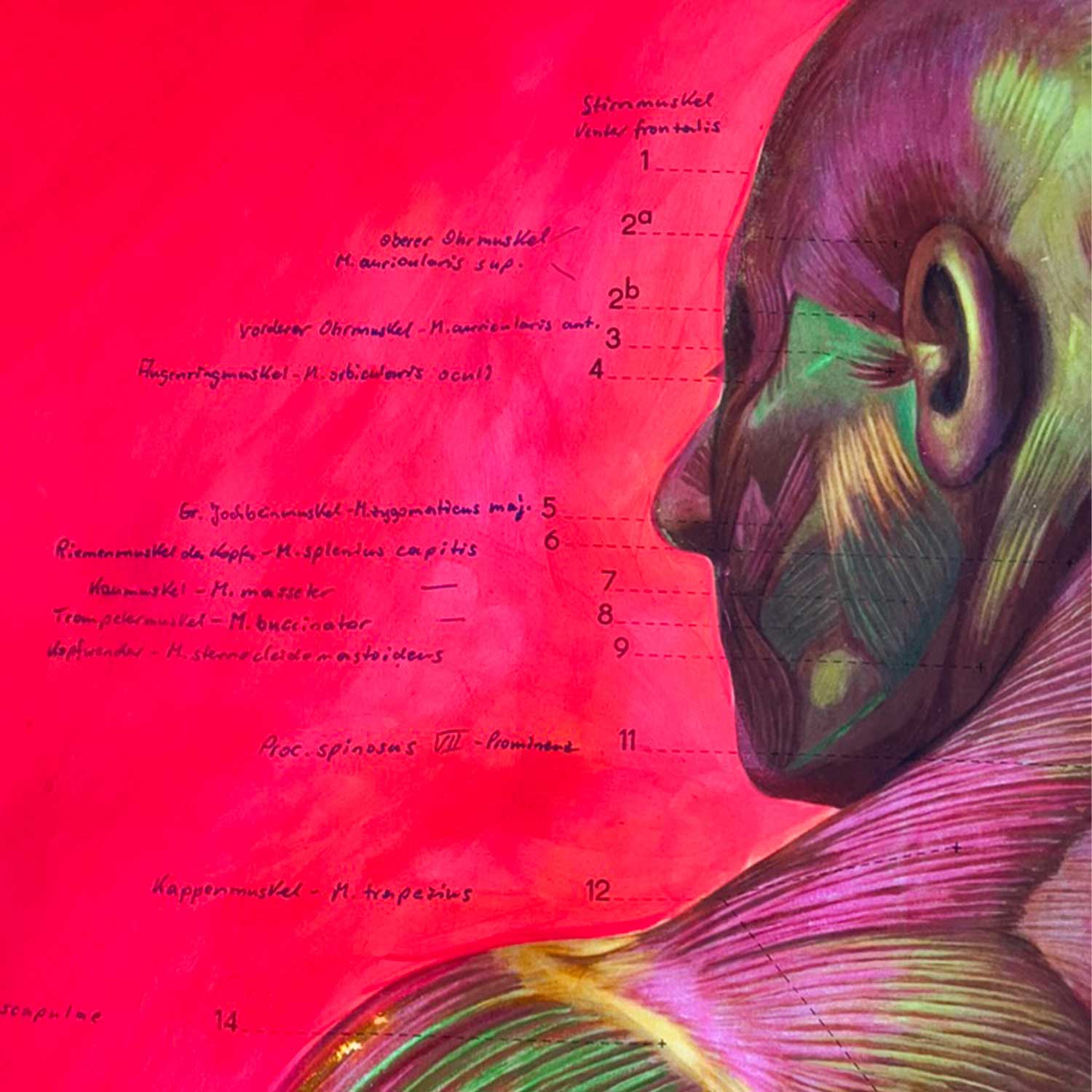 MUSCLES ist ein einzigartiges Originalkunstwerk auf einer DDR-Schulkarte von 1988 des Deutschen Hygienemuseums – abstrakt überarbeitet mit Neon-Buntstiften und Neon-Tinte. Vintage Anatomie trifft auf zeitgenössische Neon Art.