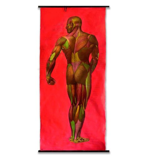 MUSCLES | 80x195 cm